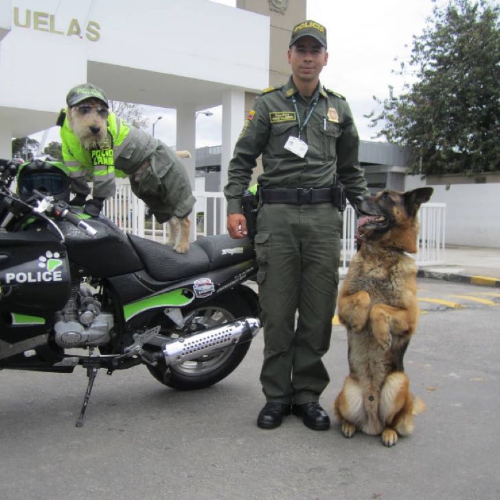 El perrito policía de Bogotá