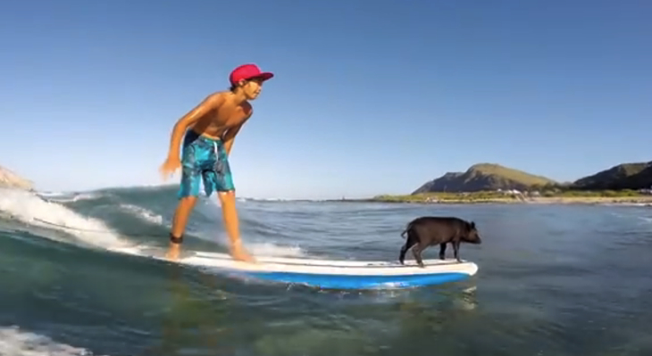 Kama, el cerdo surfista