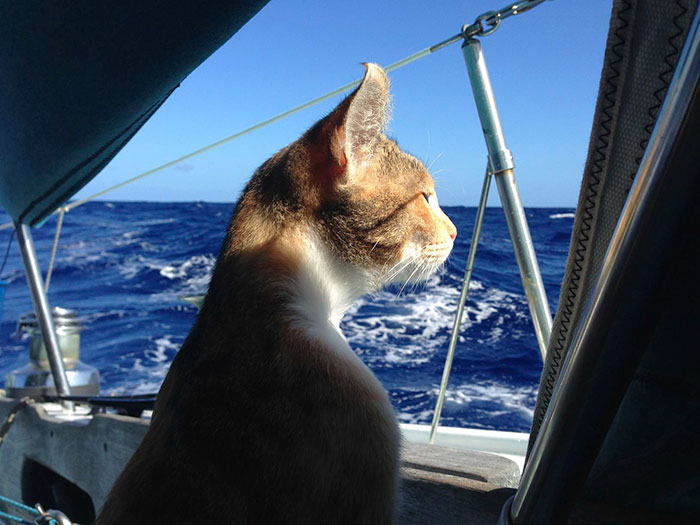 Viaja por el mundo en barco con un gato 