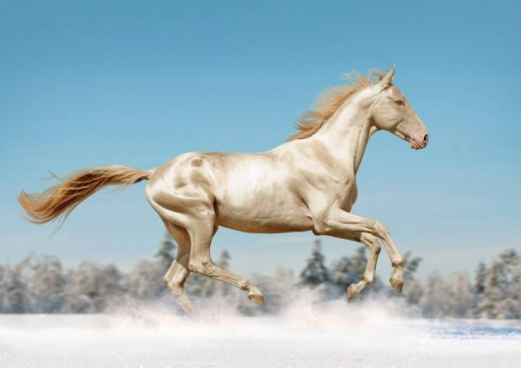 Caballos Akhal-Teke, el caballo más bonito del mundo 