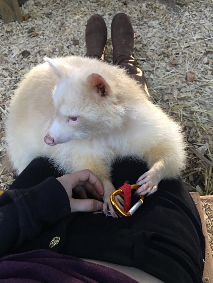 Mapache albino rescatado 
