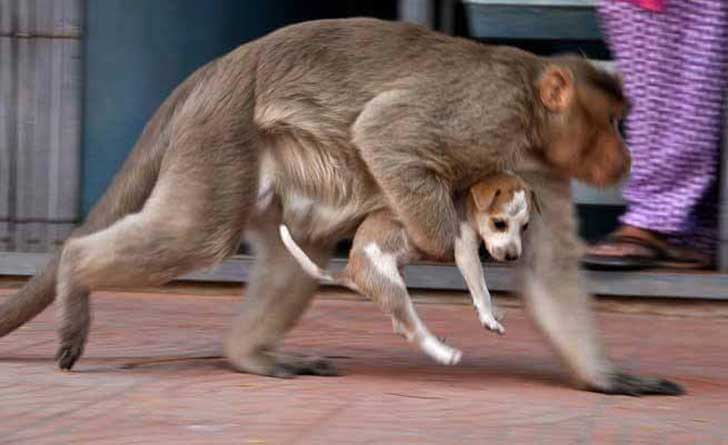 Mono rescata a un cachorro 