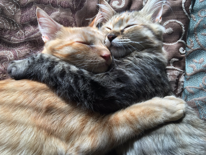 Adorable pareja de gatitos