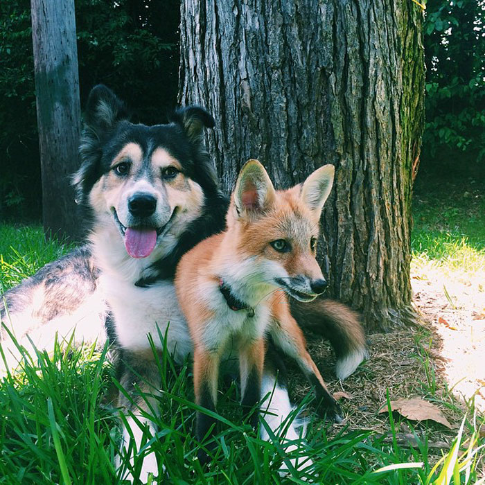Un zorro y un perro se hacen mejores amigos