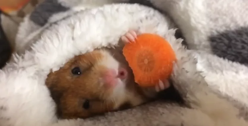 hamster zanahoria 
