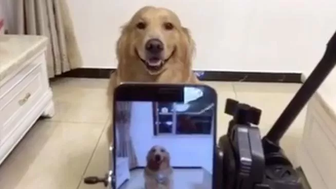 El perro que sonríe cuando le sacan fotos