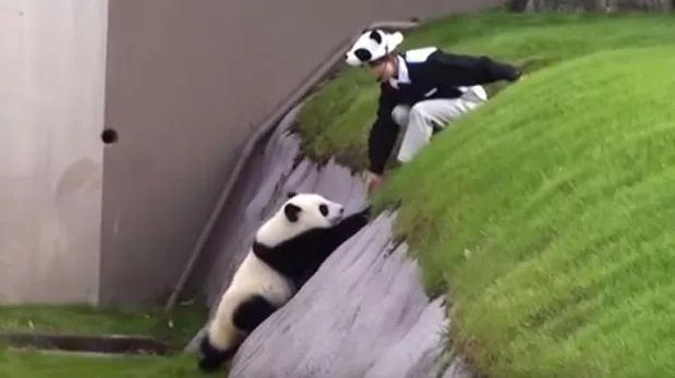 Este pequeño panda protagoniza uno de los virales más graciosos