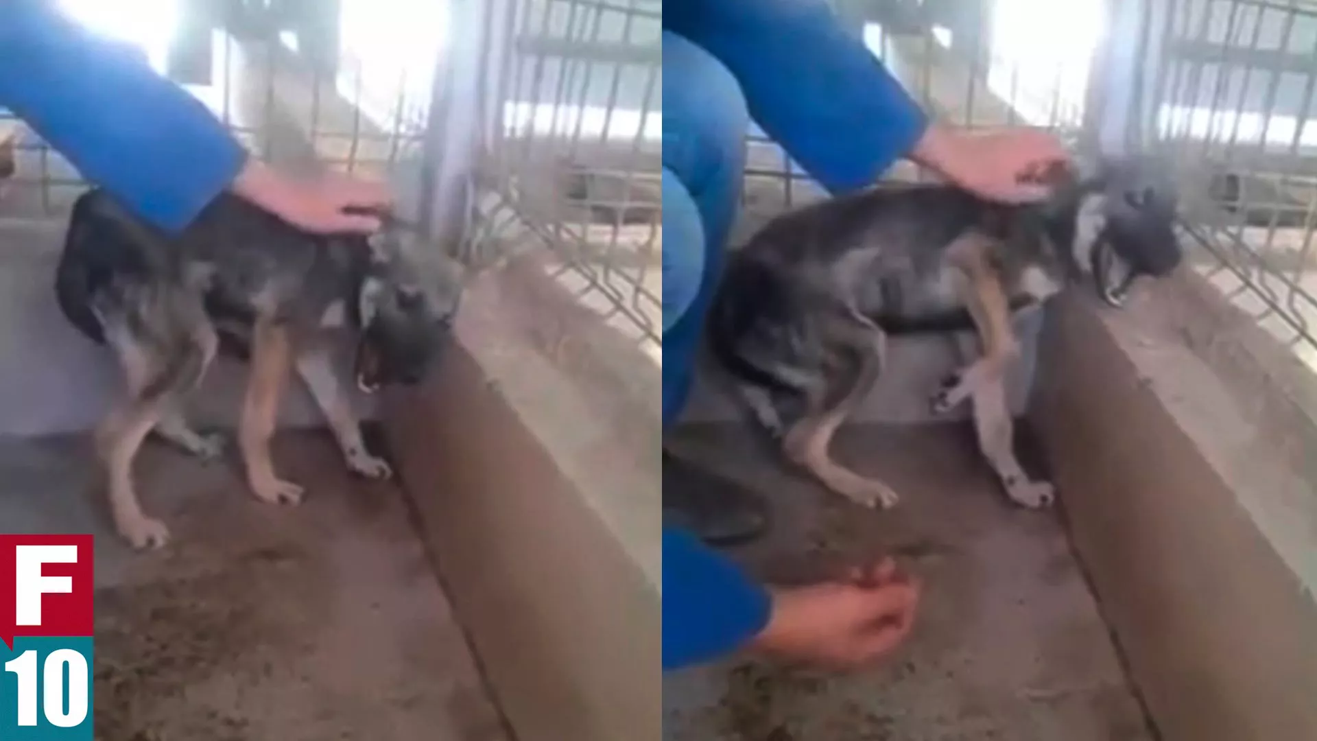 Es increíble cómo reacciona este perro tras ser maltratado
