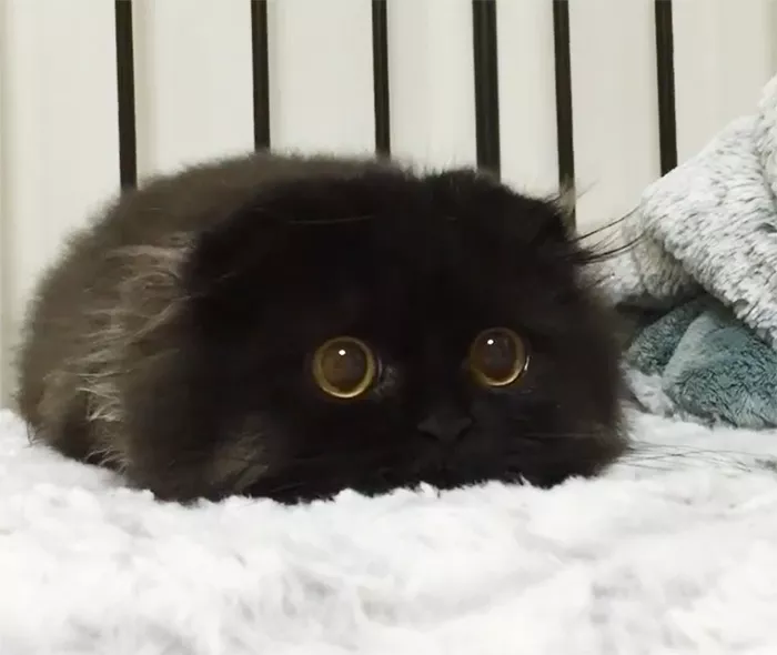 gimo gato ojos grandes