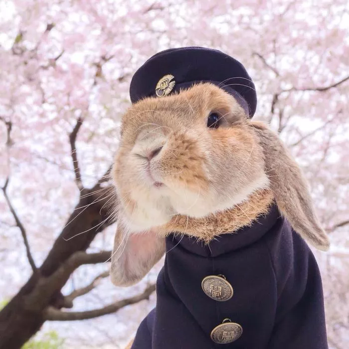 el conejo mas elegante del mundo