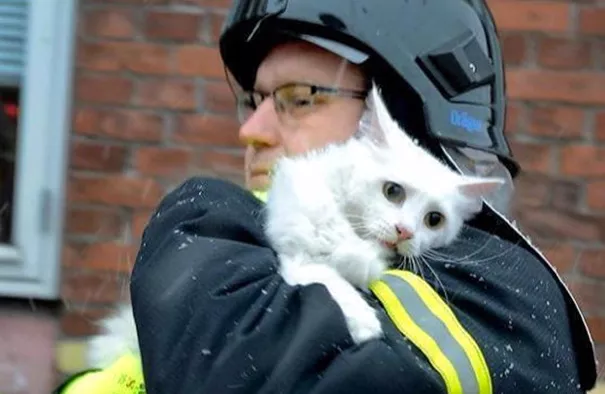bomberos salvando animales