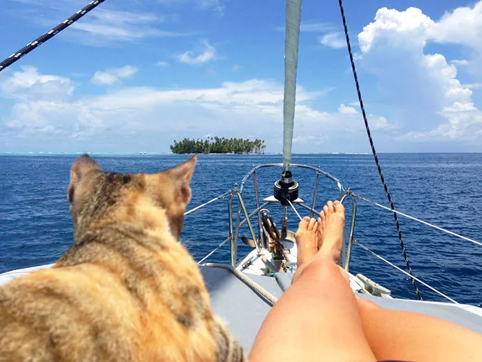 deja su trabajo para navegar con un gato 