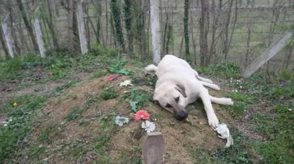 perro visita a diario la tumba de su dueño