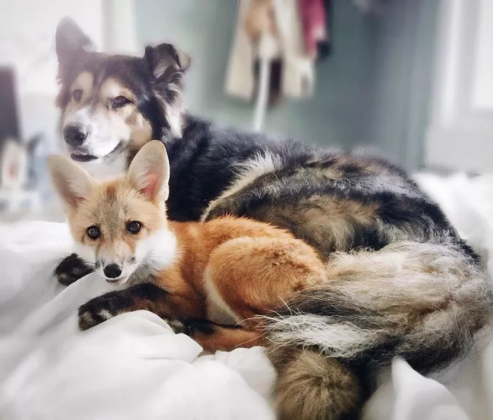 zorro y perro amigos