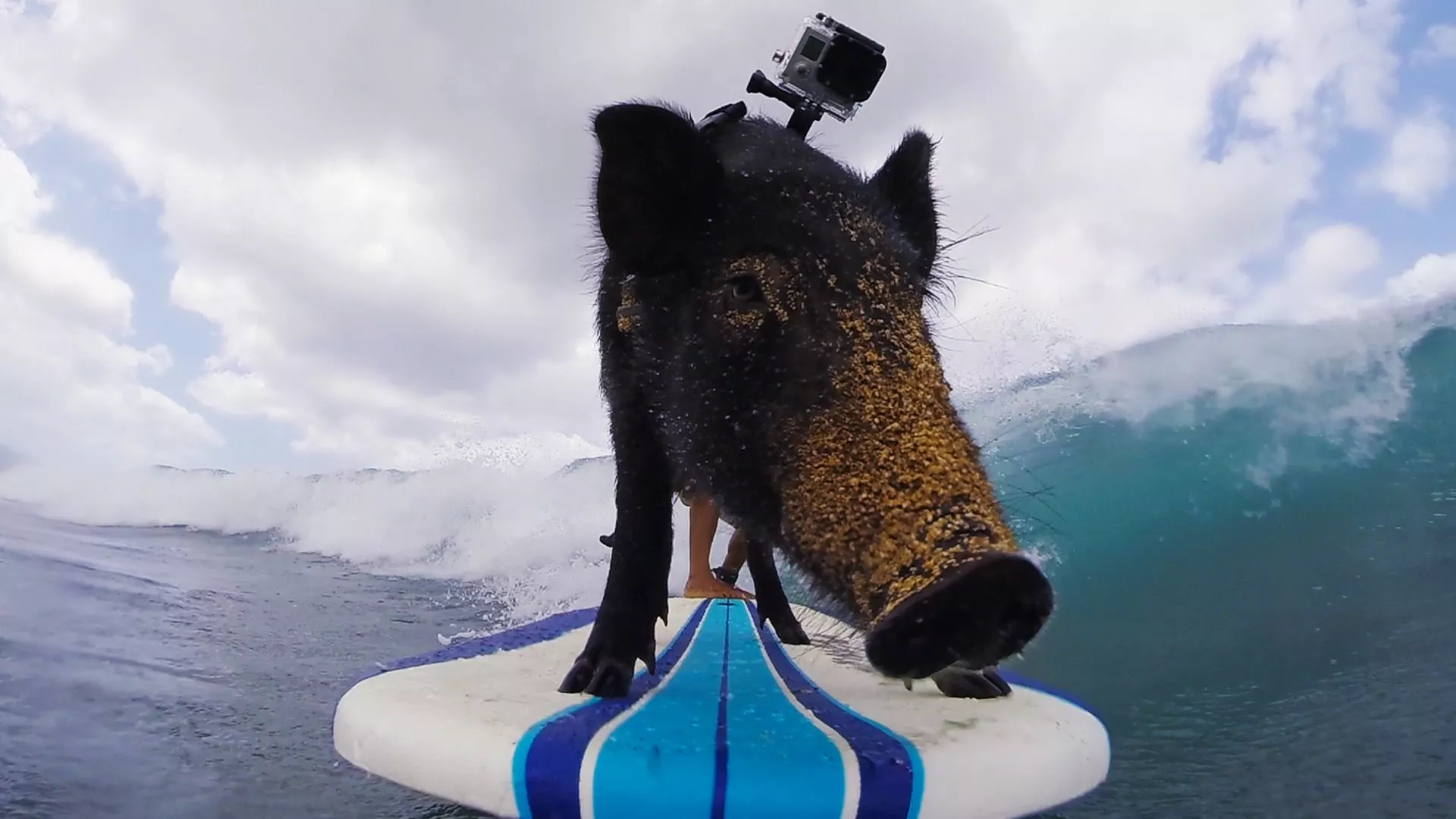 cerdo surfista 