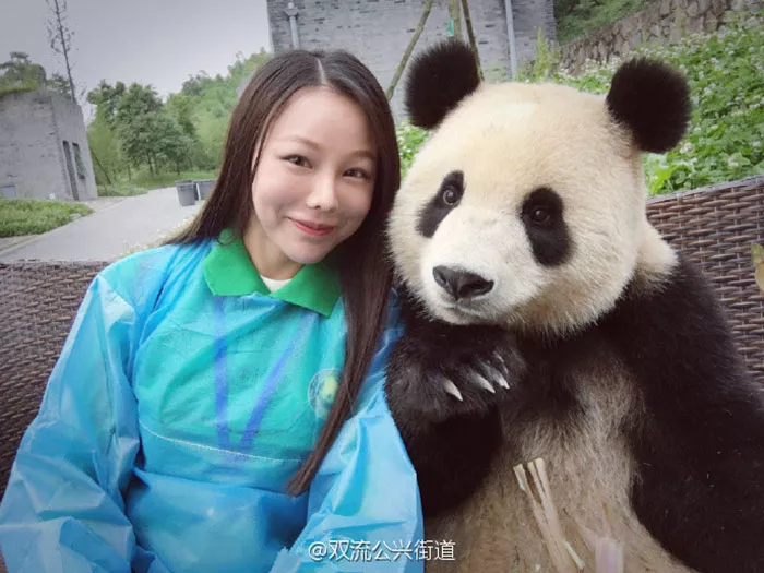 panda posando para selfies 