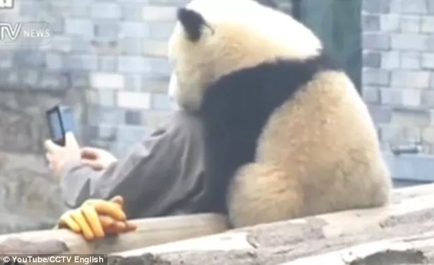 panda posando para selfies 