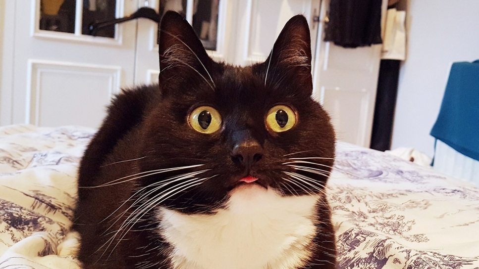 La cara de sorpresa de esta gata ha enamorado a las redes