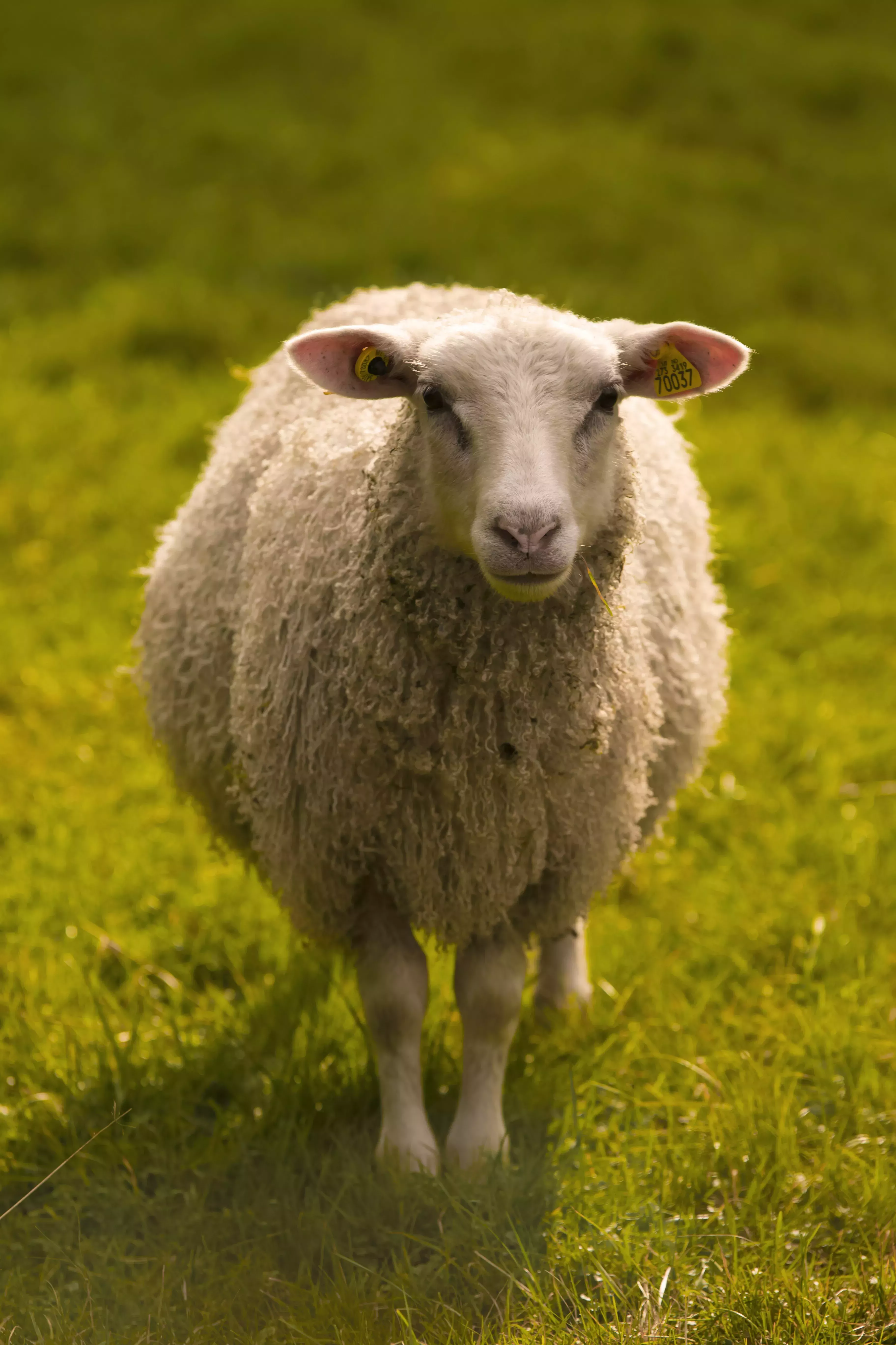 ¿Sueñan los androides con ovejas eléctricas? de Philip K. Dick 