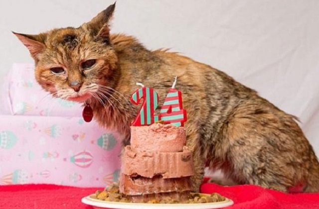 Fallece el gato más viejo del mundo | La gata Poppy | fotos de gatos viejos | Petmondo