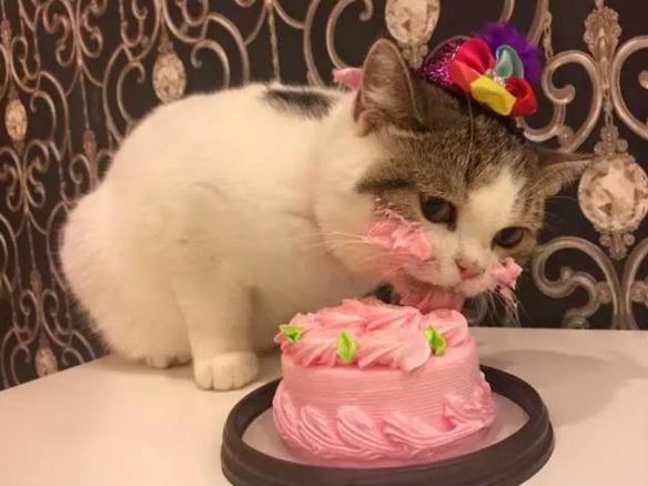 Gato celebrando su cumpleaños