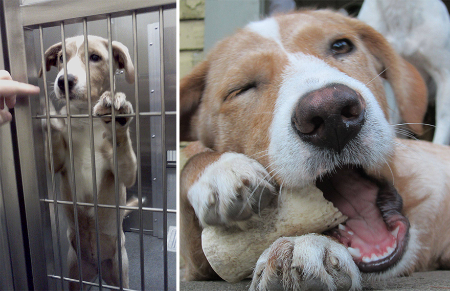 Mascotas antes y después de ser adoptadas