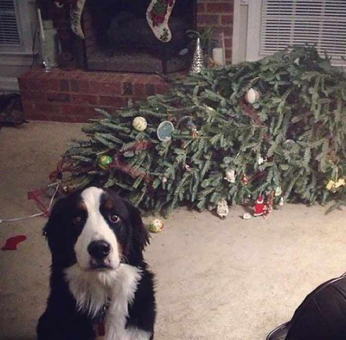 Mascotas que destrozaron la decoración navideña 