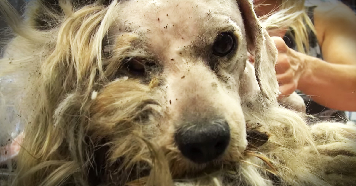 Antes y después de Benji, un perro rescatado 