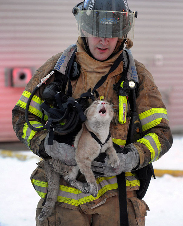 Bomberos rescatando a animales 