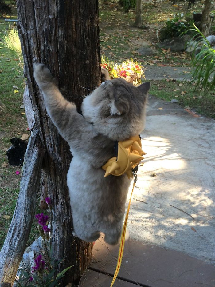 Bone Bone, el gato más esponjoso
