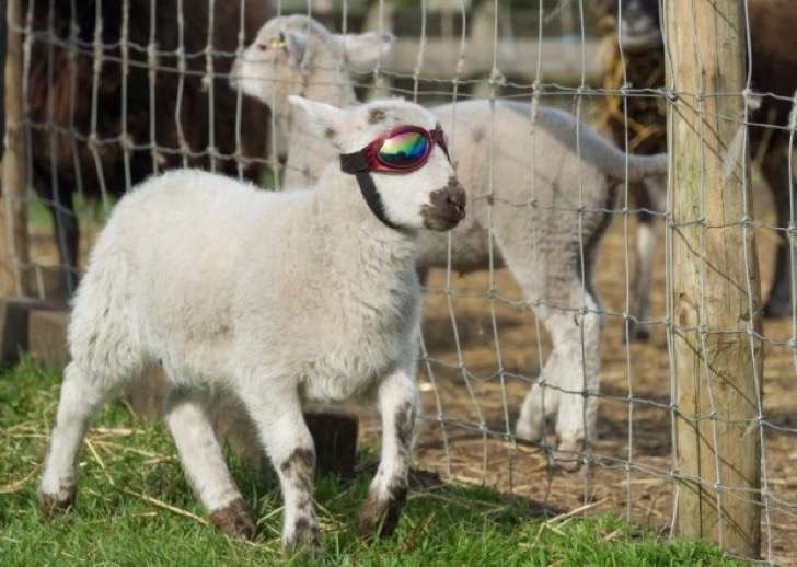 Borrego con gafas de sol 