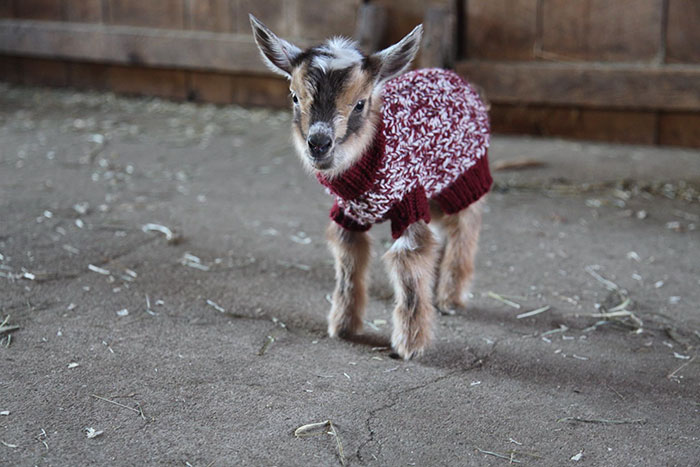 Cabras trillizas con jersey