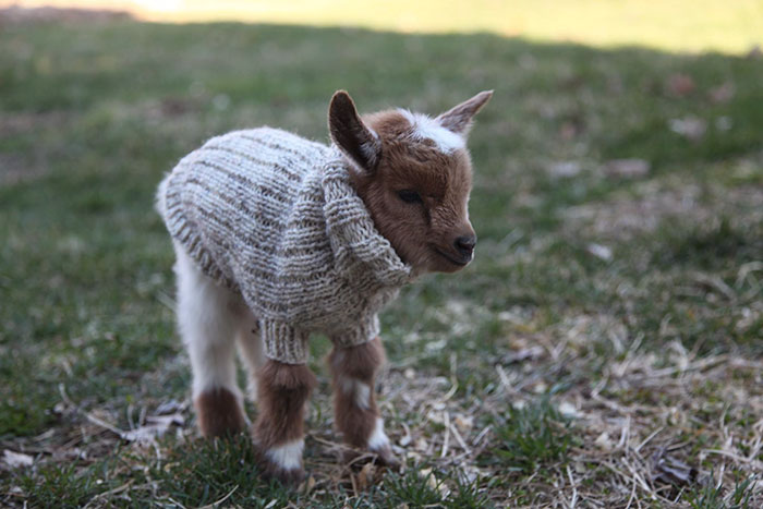 Cabras trillizas con jersey