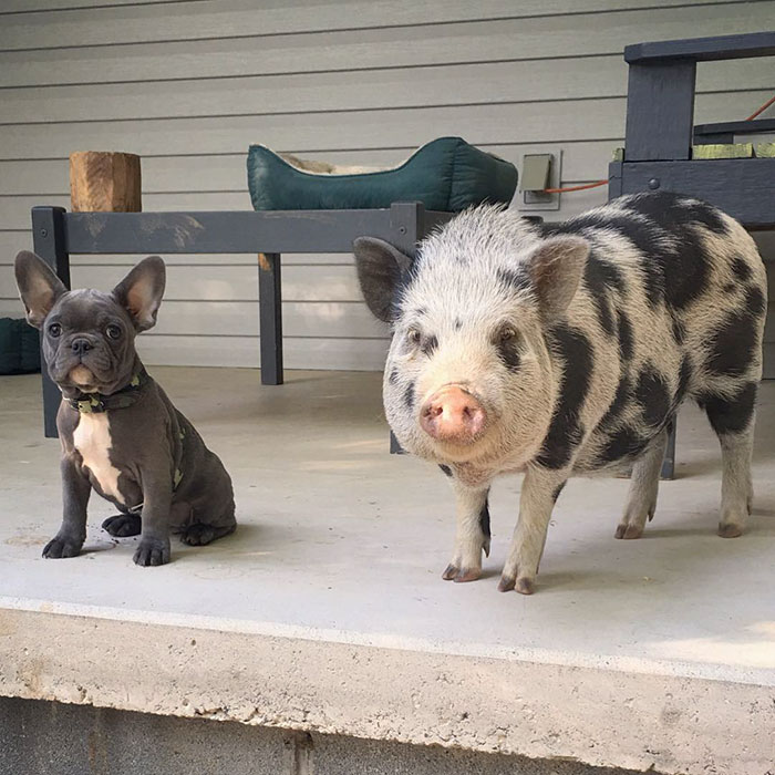 Cachorro y cerditos se hacen amigos