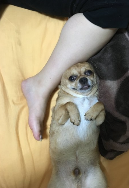 Concurso japonés de fotos feas de perros 