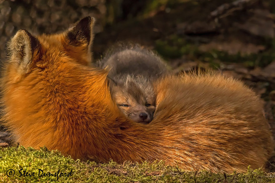 Crías de zorros adorables