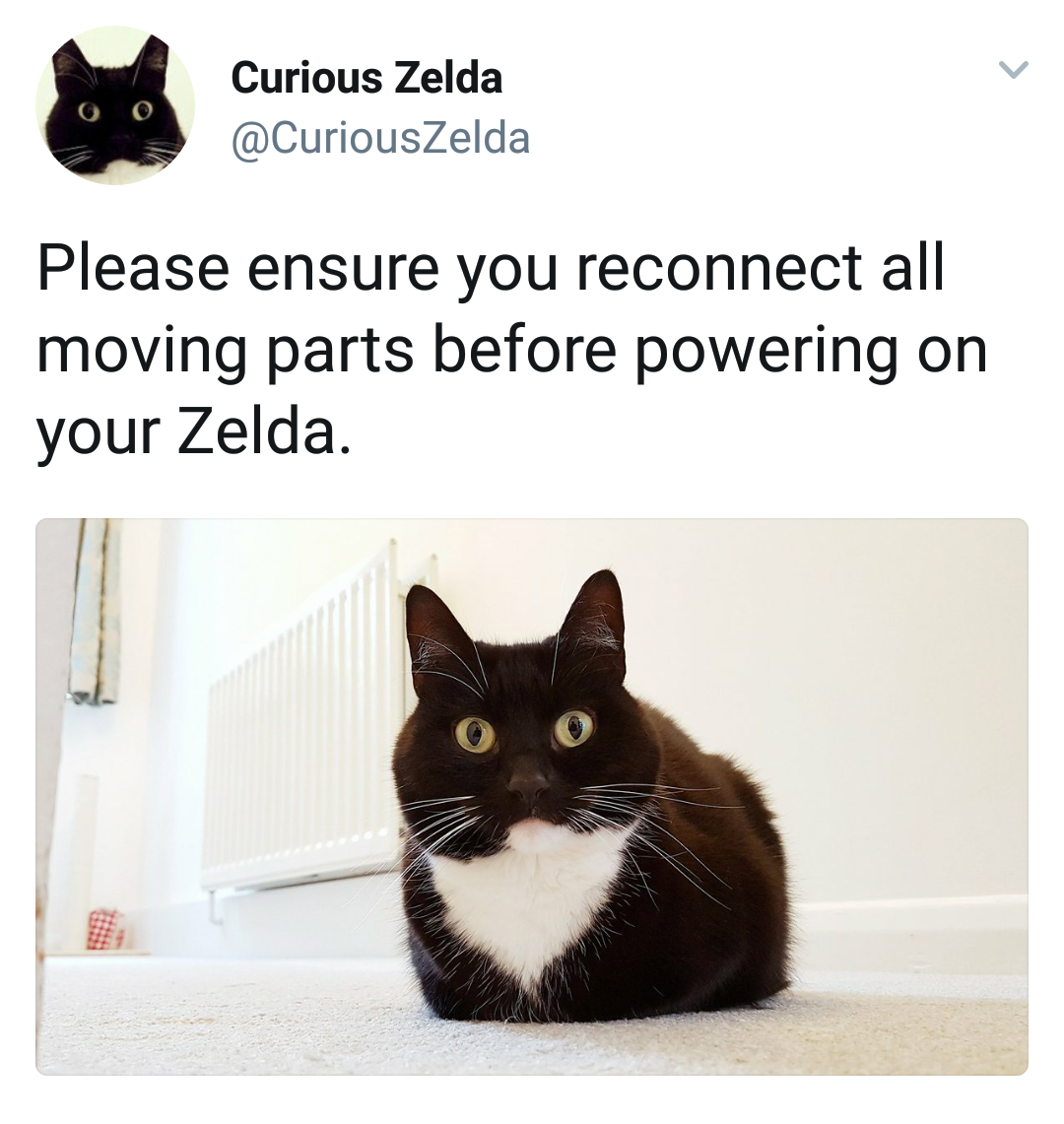 Curious Zelda