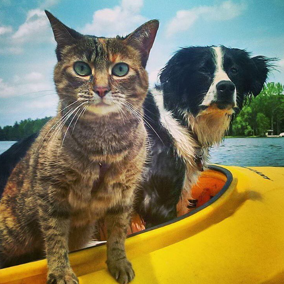 De camping con gatos