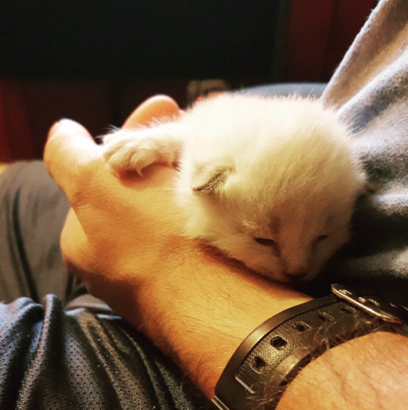 Gatito rescatado por policía