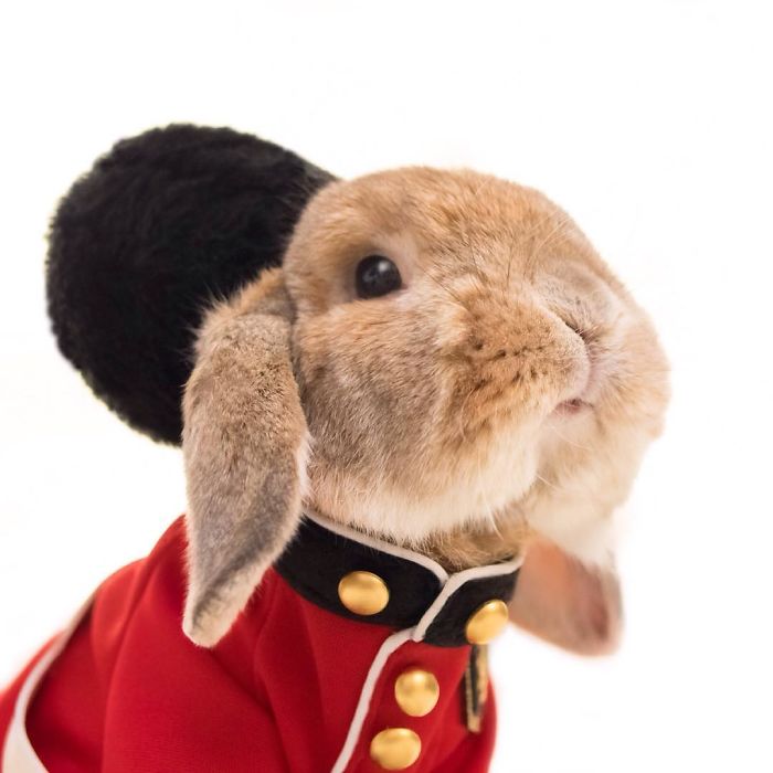 PuiPui, el conejo mas elegante del mundo
