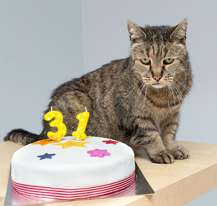 El gato más viejo cumple 31 años