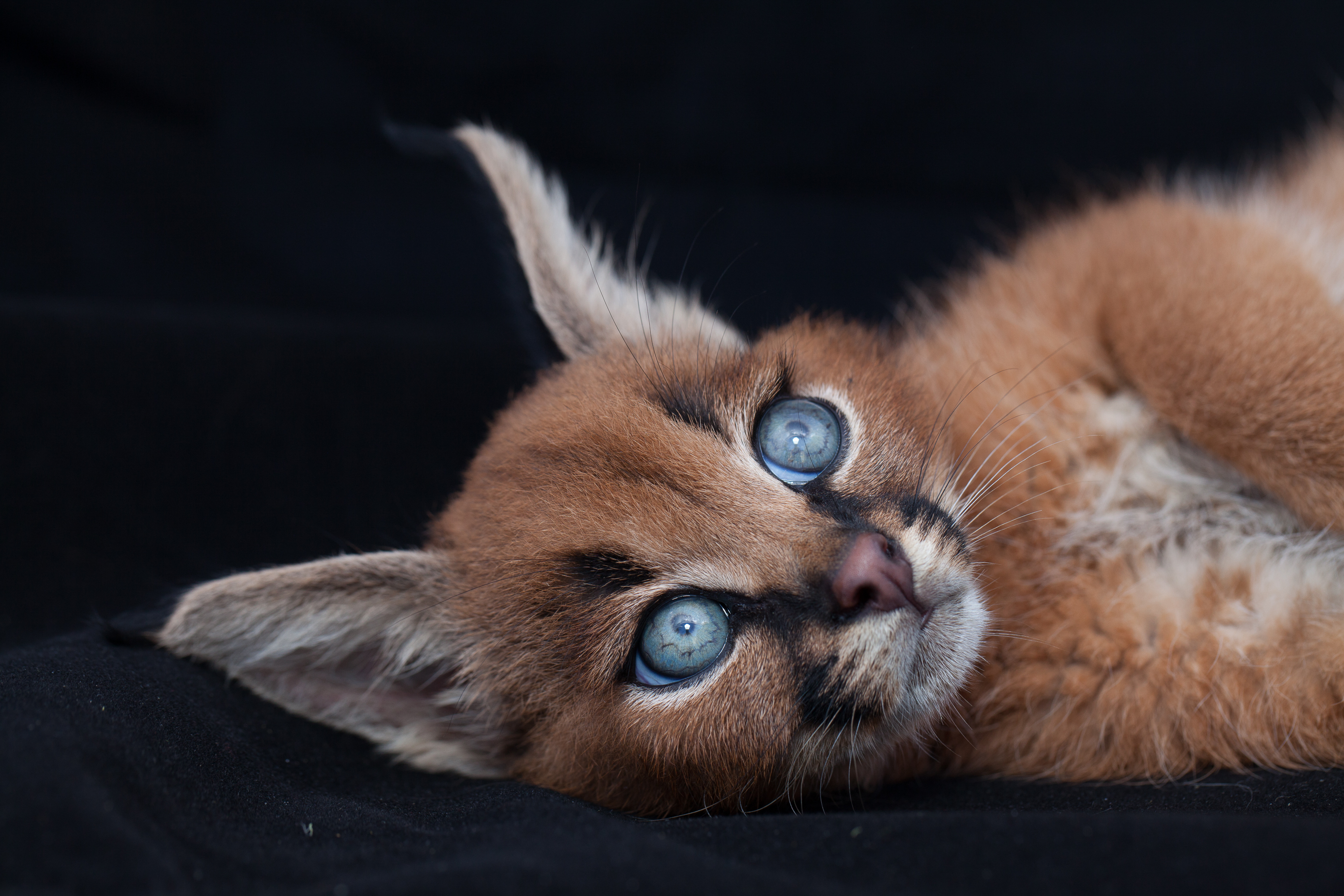 Caracal, el felino más adorable