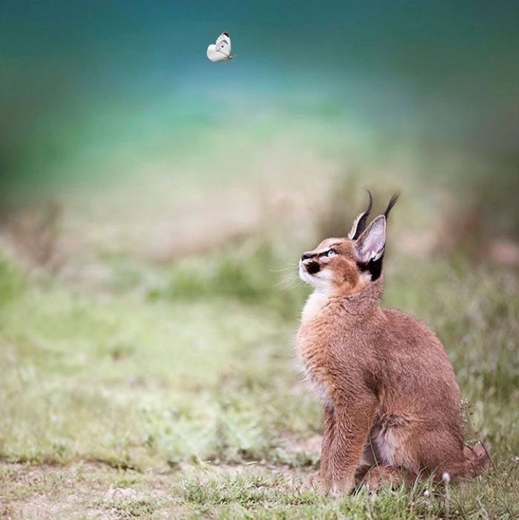 Caracal, el felino más adorable