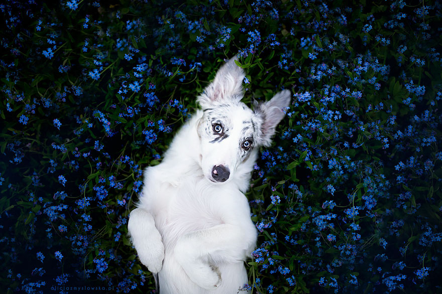 Retratos de perros de Alicja Zmyslowska
