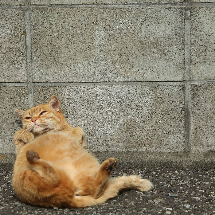 Fotos de gatos callejeros de Masayuki Oki