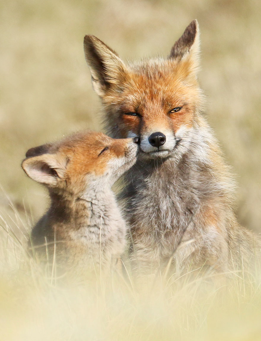 Fotos de zorros de Joke Hulst