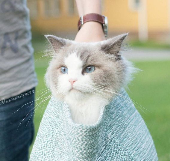 Aurora, la gata princesa