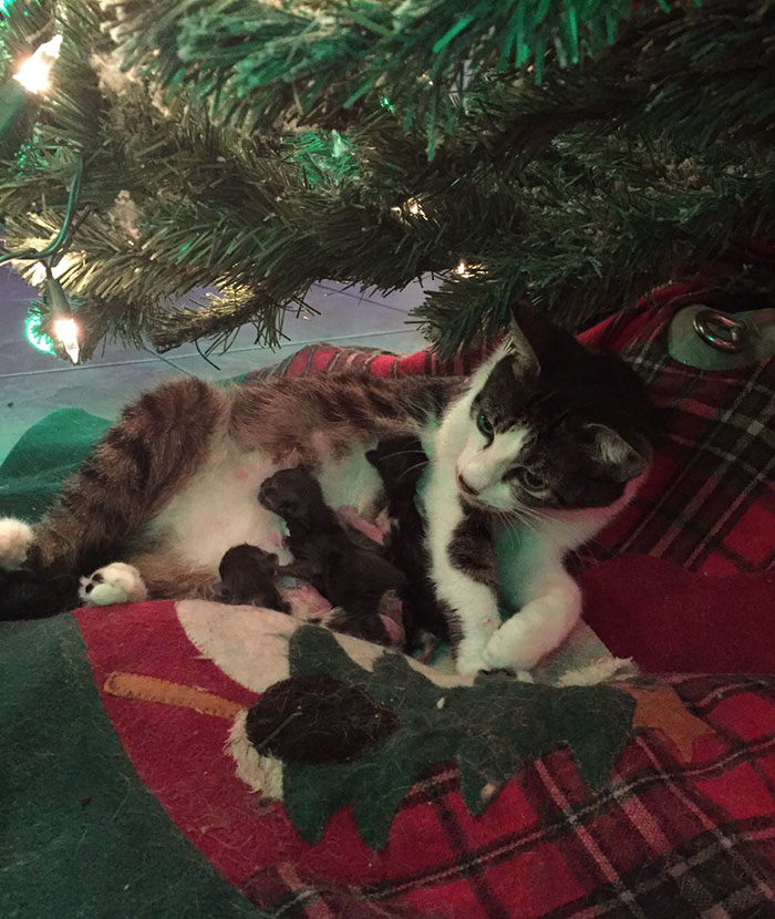 Esta gata dio a luz bajo el árbol de Navidad