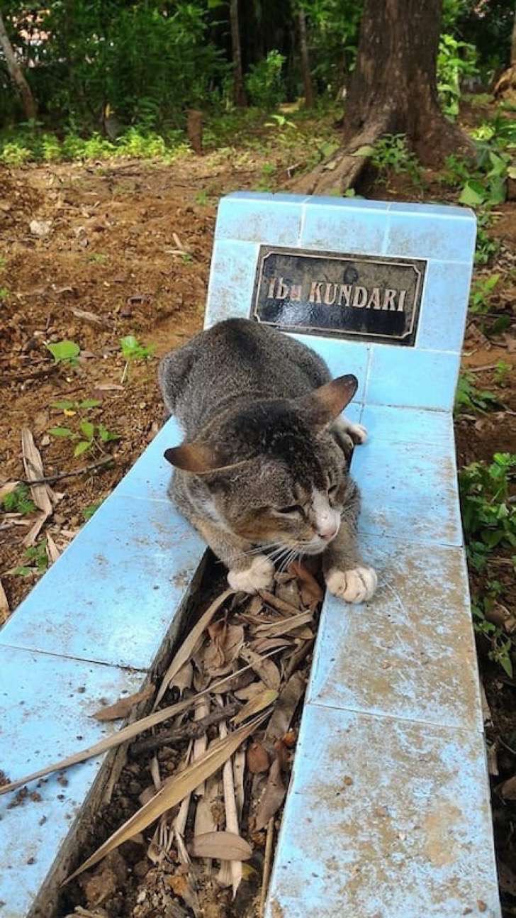 Gata no abandona la tumba de su dueño 