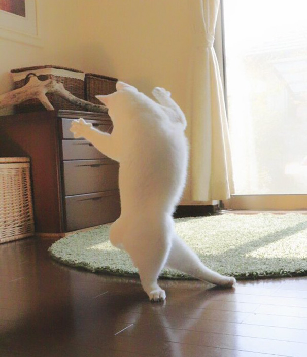 El gato que baila ballet